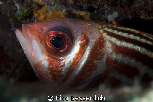 Soldier-fish closeup by Rico Besserdich 